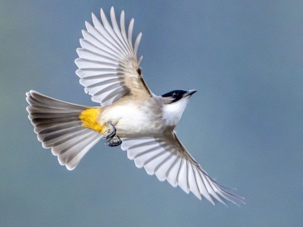 �῵Z9+��˶� Z 600mm f/6.3 VR S��̬��Ӱ����