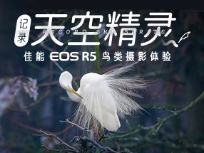 佳能EOS R5鸟类摄影体验